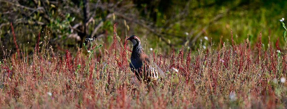 Rothuhn // Red-legged partridge (Alectoris rufa) - Nationalpark Coto de Do&ntilde;ana, Spanien