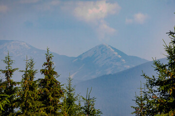 Distant alpine peak emerges beyond ranks of spruce trees in hazy afternoon light. Gentle clouds drift above while the valley layers fade into blue creating a calm sense of scale and space. © Chornogirskyi