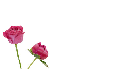 Fototapeta premium ピンクの薔薇とシャクヤクの蕾 背景透過 マクロ