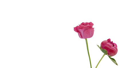 ピンクの薔薇とシャクヤクの蕾 背景透過 マクロ