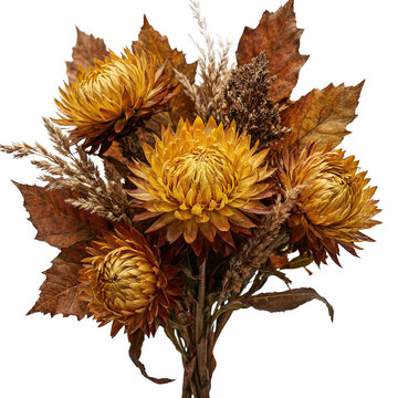 Strawflower (Helichrysum bracteatum) arrangement with copper autumn leaves and dried grasses isolated on a transparent background