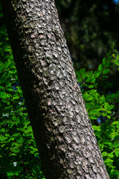 Baumrinde