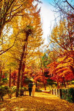 Beautiful autumn landscape with golden ginkgo and maple trees in Sejong