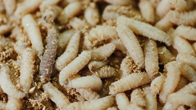 Macro view of squirming fly larvae maggots crawling in wood sawdust background.