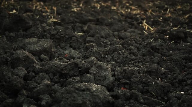 Close up view of fertile black soil in agricultural field at sunset.