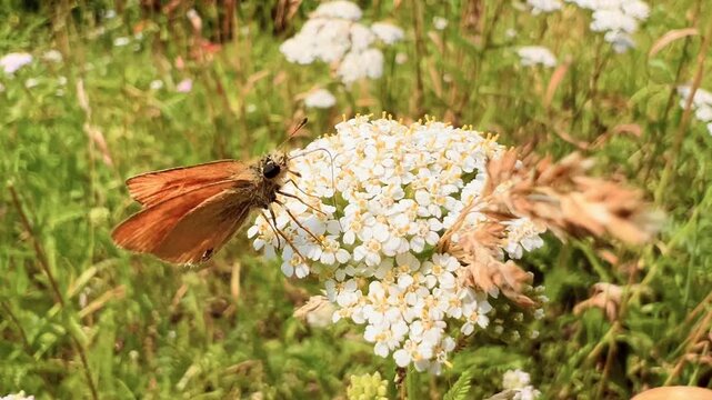 European skipper butterfly feeds on clustered white yarrow flowers in grassland