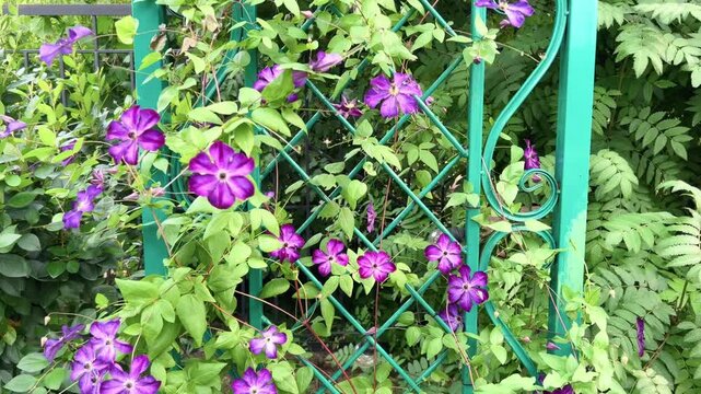 Purple clematis flowers climb across decorative green metal garden fence