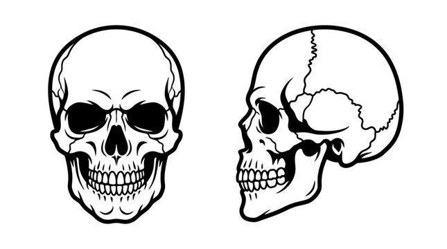 Vector illustration of two human skulls, one in front view and one in side profile, rendered in clean black and white ink style on a white background for anatomy and tattoo design.