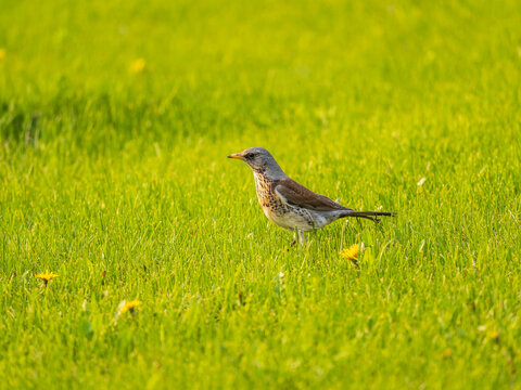 Wood bird Fieldfare, Turdus pilaris, on a sprng lawn.