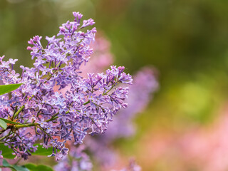 Obraz premium Pink Blooming Lilac Flowers in spring with blured background