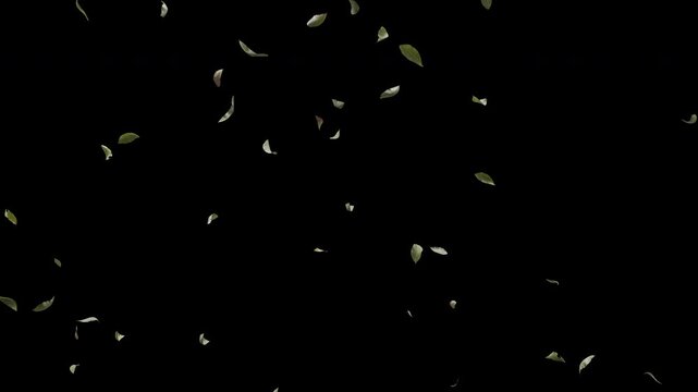 Falling green and dried leaves floating on solid black background, 4K loop animation of natural tree foliage and autumn leaves motion for video overlay