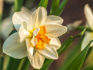 Obraz premium Delicate terry white-yellow narcissus flower close-up on a flower bed. Spring flowers primroses are a white narcissus flower in a green garden in natural conditions