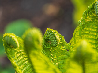 Natural green young ostrich fern or shuttlecock fern © Dmitrii Potashkin
