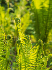 Natural green young ostrich fern or shuttlecock fern © Dmitrii Potashkin