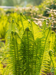 Natural green young ostrich fern or shuttlecock fern © Dmitrii Potashkin