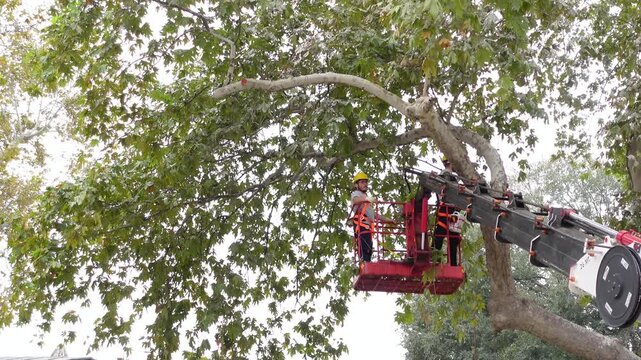 Professional arborists in crane bucket trimming large tree branches for urban maintenance and landscaping services