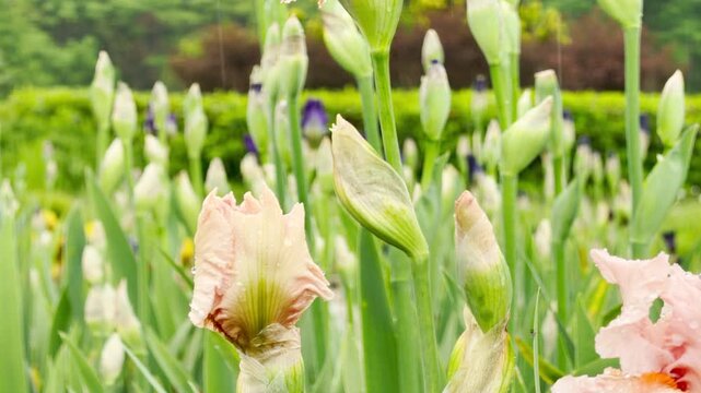 A delicate pink iris stands tall amidst a green garden during a light rain. Fine water droplets tap the ruffled flower petals continuously. This soothing motion yields soft, steady pattering sound.