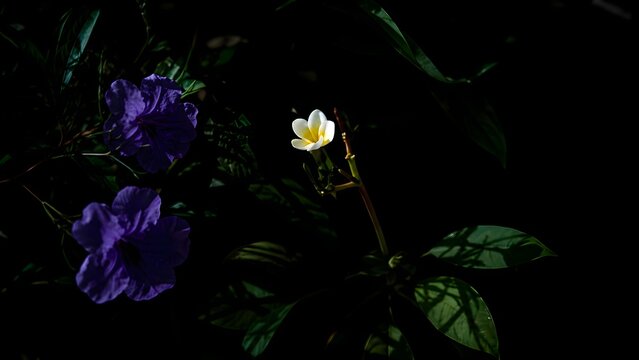 Beautiful purple wildflowers blooming under the night sky, creating a dramatic contrast between delicate petals and deep darkness.