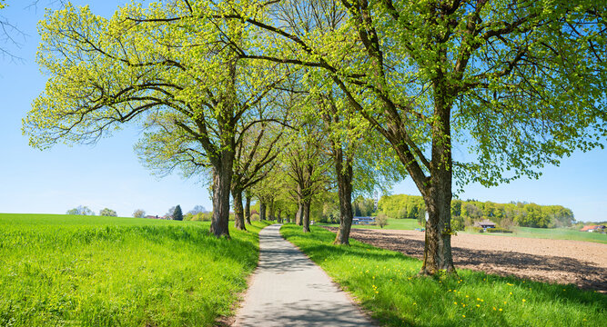 oak alley with budding green leaves, Heldenallee walkway near Ebersberg, in may
