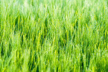 Młode, zielone kłosy zboża (Poaceae) pokryte poranną rosą. Świeże, naturalne tło makro symbolizujące ekologię, rozwój, zrównoważone rolnictwo oraz ochronę środowiska i klimatu. © Henryk Niestrój