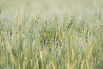 Młode, zielone kłosy zboża (Poaceae) pokryte poranną rosą. Świeże, naturalne tło makro symbolizujące ekologię, rozwój, zrównoważone rolnictwo oraz ochronę środowiska i klimatu. © Henryk Niestrój