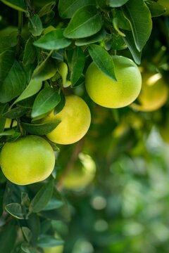 Fresh green citrus fruits ripening on tree branch in sunlit orchard
