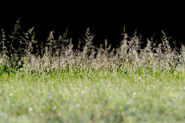 Kontrastowe ujęcie zielonej trawy (Poaceae) na ciemnym tle. Symbolizuje czystą energię, ochronę biologii gleby i nowoczesną ekologię. © Henryk Niestrój