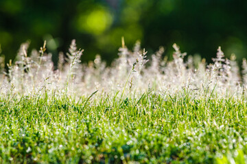Świeża trawa (Poaceae) w porannym świetle. Idealne tło do projektów ESG, ekologii, zrównoważonego rozwoju i ochrony przyrody. © Henryk Niestrój