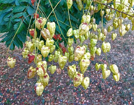 Close-up of the fruits and leaves of the goldenrain tree (Koelreuteria paniculata), with a blurry, pebbly background at the bottom.