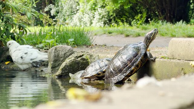 A turtle stretches its neck to bask on a stone step while a white pigeon steps along the muddy shore. The bird's light rustling and soft cooing blend into the steady hum of the spring park.