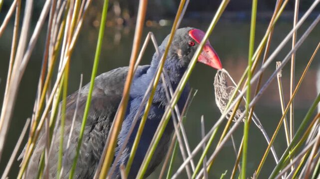 Swamphen in the tall reeds