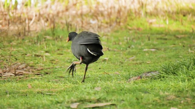Swamphen bird walking on the grass