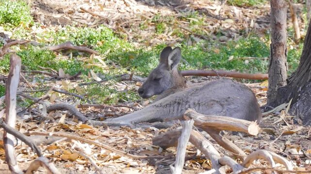 Kangaroo resting on the ground