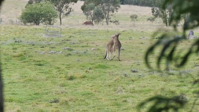 Kangaroos fighting in a field