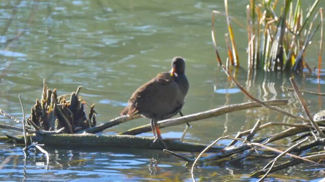Swamphen in the water reeds