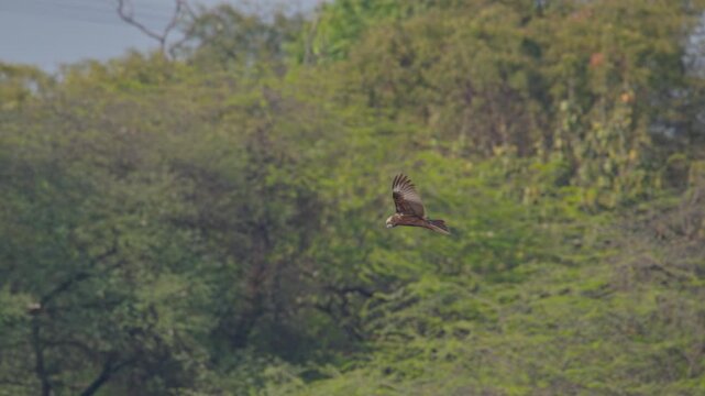 Black kite flying over a calm lake in search of pery, displaying its natural hunting behavior in a freshwater ecosystem.