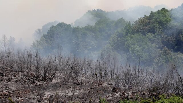 Charred vegetation still smoking following a mountainside forest fire during dry Summer weather. Rocca di Mezzo. Abruzzo region. Italy. Summer. 2026