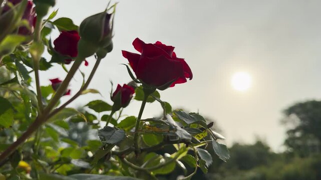A deep red rose grows toward the light. Several young rosebuds sit on stems among dark green leaves. A bright, hazy sun shines softly in the background sky.