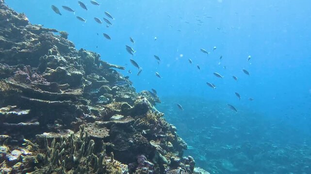 Scuba diving in Fiji with shoals of fusiliers tropical fish over coral reef environment in crystal clear waters in Leleuvia, Viti Levu Island in Fiji, South Pacific