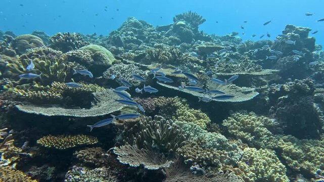 Scuba diving over coral reef environment with shoals of fusilier fish in Leleuvia, Viti Levu Island in Fiji, South Pacific