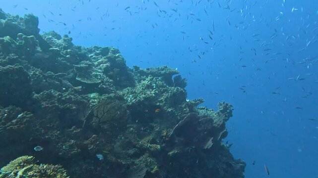 Scuba diving in crystal clear blue waters of Fiji with shoals of fusiliers tropical fish over coral reef environment in Fiji, South Pacific