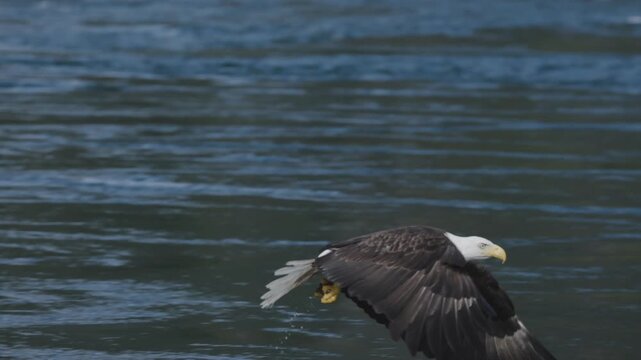 A single bald eagle flies low over gently rippling water, wings spread wide in a smooth lateral tracking shot.