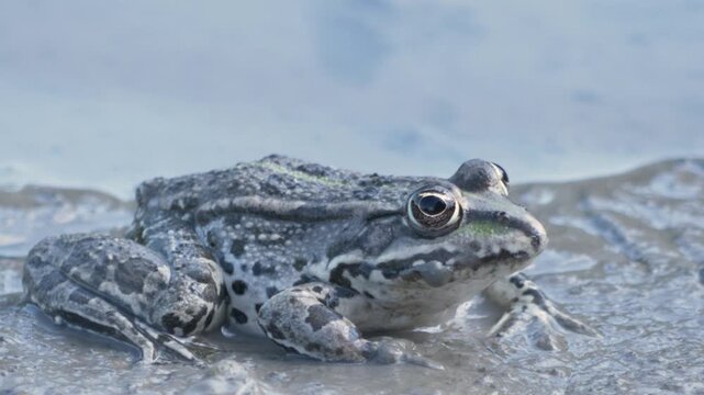 A close-up shot of a spotted green frog sitting still in the mud by the water.
