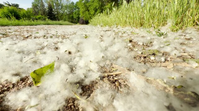 Fluffy white poplar seeds blanket a dirt path. The cotton-like fluff accumulates heavily on the ground next to green grass. The sunny outdoor scene has a quiet and unique appearance.