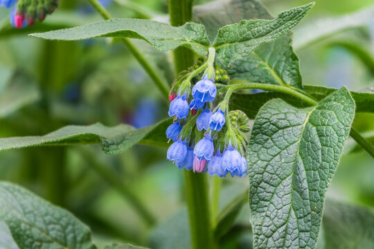 Beautiful blue flowers of Symphytum caucasicum, also known as Caucasian comfrey, blooming in spring park
