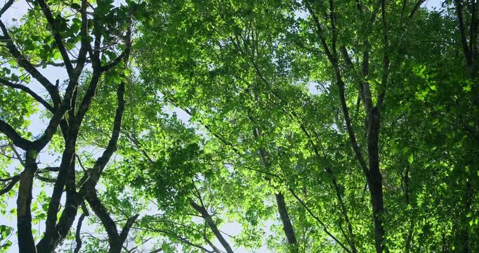 Low-angle video of dense green foliage swaying in the wind as bright sunlight filters through the tree canopy. A serene outdoor nature scene showcasing a peaceful and refreshing environment.
