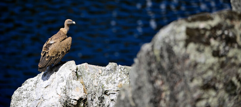 G&auml;nsegeier // Griffon vulture (Gyps fulvus)  - Nationalpark Monfrag&uuml;e, Extremadura, Spanien