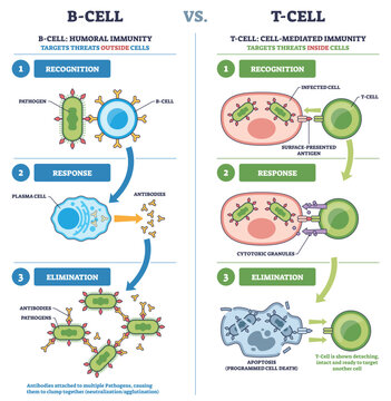 B-Cell vs T-Cell immunity contrasted, showing recognition, response, and elimination, key elements, B-cell, T-cell, antibodies, explains humoral vs cell-mediated defense. Outline diagram