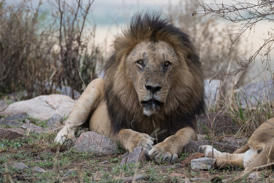 Old male lion 
