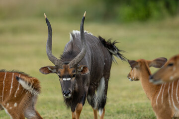 A male lowland nyala (Tragelaphus angasii) with females standing around it © Tyrone
